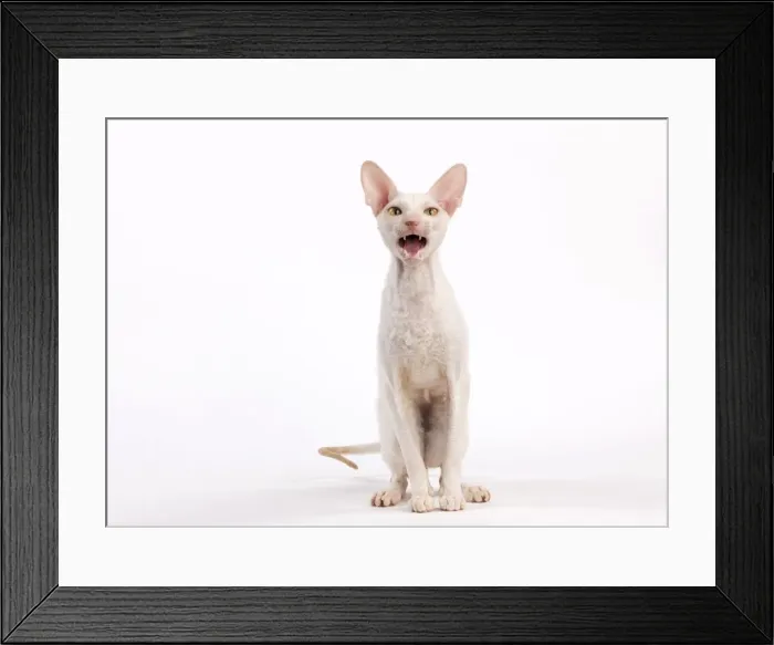 Framed Print : Picture No. 11014213 Framed Print : Picture No. 11014213