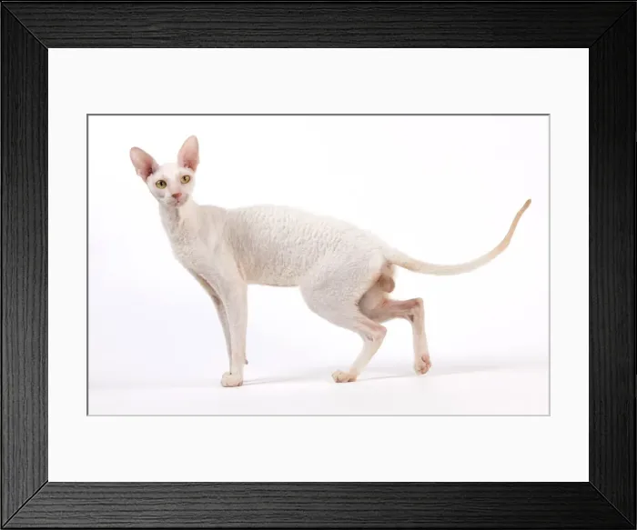 Framed Print : Picture No. 11014214 Framed Print : Picture No. 11014214