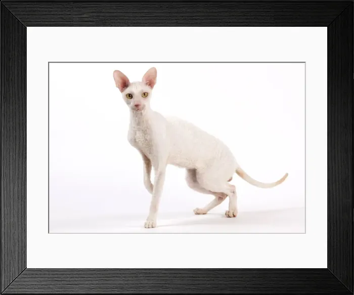 Framed Print : Picture No. 11014215 Framed Print : Picture No. 11014215