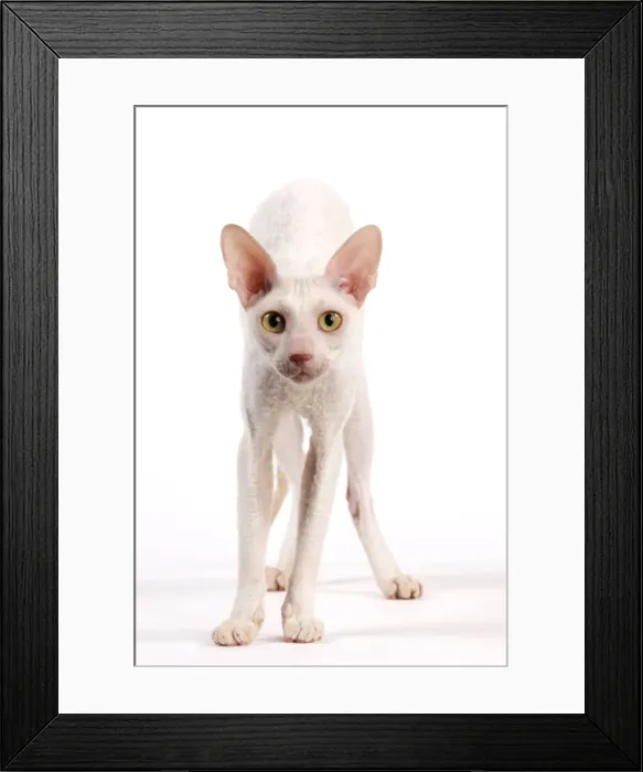Framed Print : Picture No. 11014216 Framed Print : Picture No. 11014216