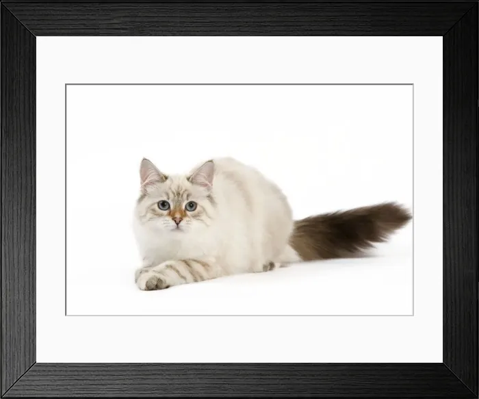 Framed Print : Picture No. 11014217