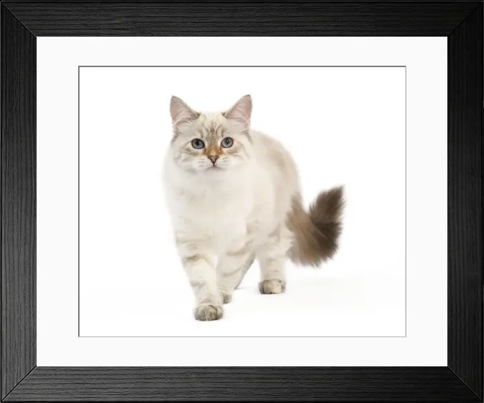 Framed Print : Picture No. 11014218