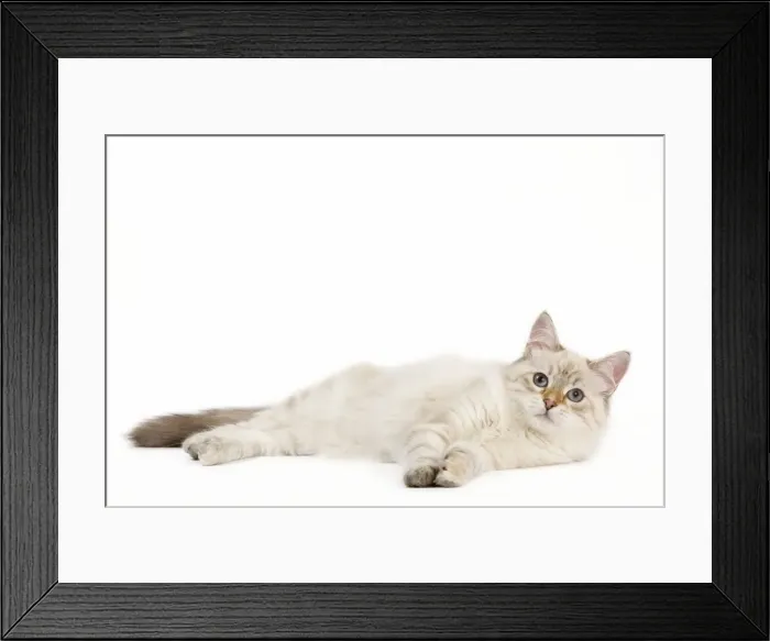 Framed Print : Picture No. 11014220 Framed Print : Picture No. 11014220