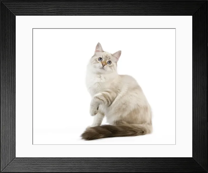 Framed Print : Picture No. 11014219 Framed Print : Picture No. 11014219