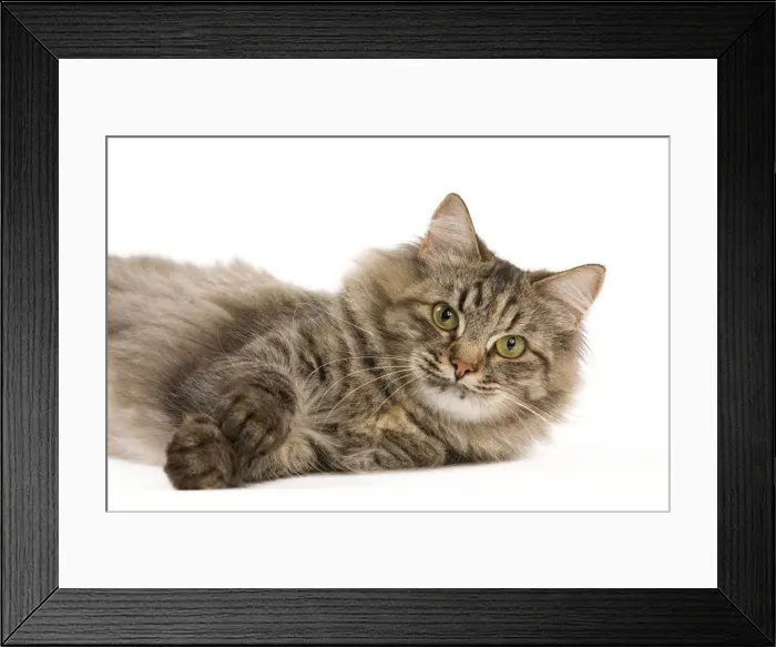 Framed Print : Picture No. 11014221 Framed Print : Picture No. 11014221