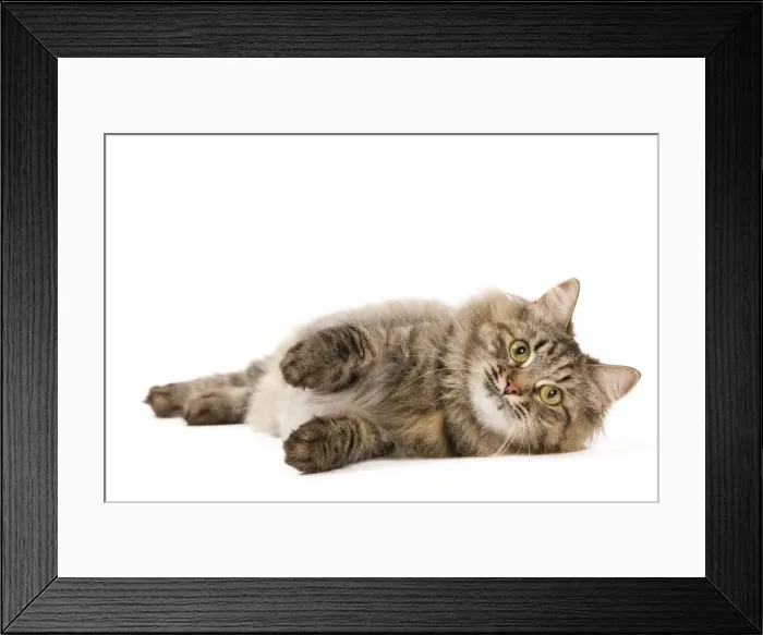 Framed Print : Picture No. 11014223 Framed Print : Picture No. 11014223