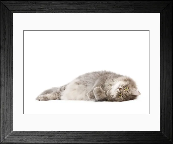Framed Print : Picture No. 11014225 Framed Print : Picture No. 11014225