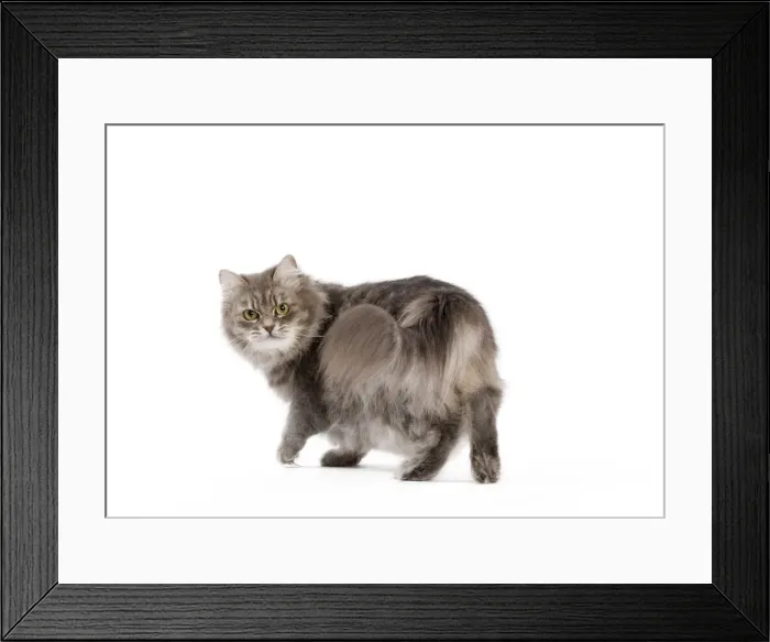 Framed Print : Picture No. 11014227 Framed Print : Picture No. 11014227