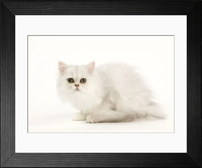 Framed Print : Picture No. 11014229 Framed Print : Picture No. 11014229