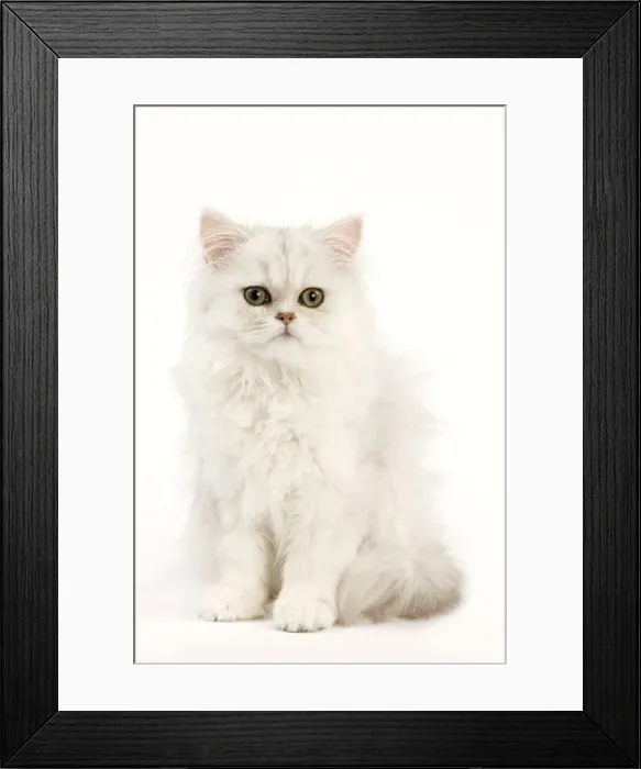 Framed Print : Picture No. 11014230 Framed Print : Picture No. 11014230