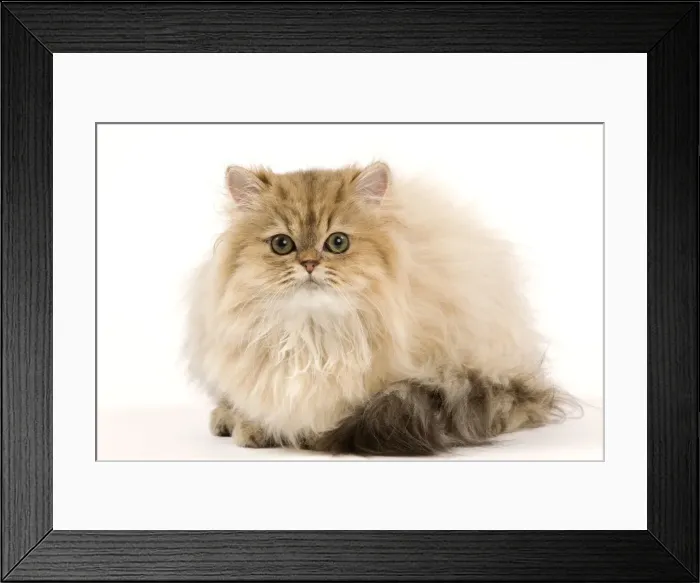 Framed Print : Picture No. 11014236 Framed Print : Picture No. 11014236