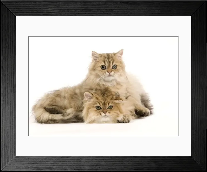Framed Print : Picture No. 11014237 Framed Print : Picture No. 11014237