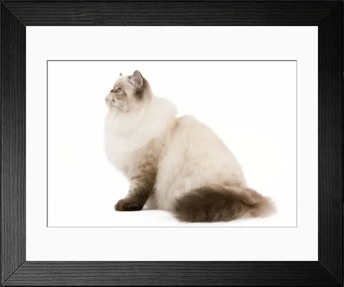 Framed Print : Picture No. 11014241 Framed Print : Picture No. 11014241