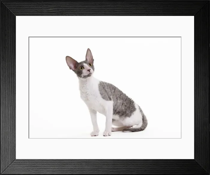 Framed Print : Picture No. 11014244 Framed Print : Picture No. 11014244