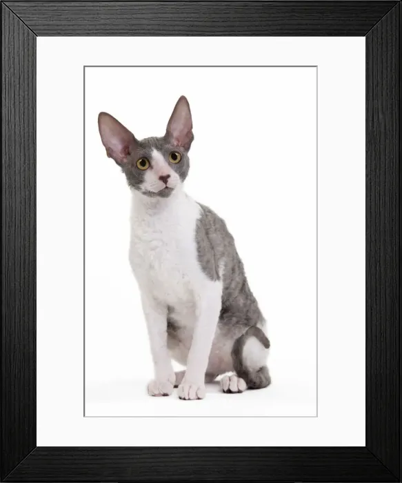 Framed Print : Picture No. 11014245 Framed Print : Picture No. 11014245