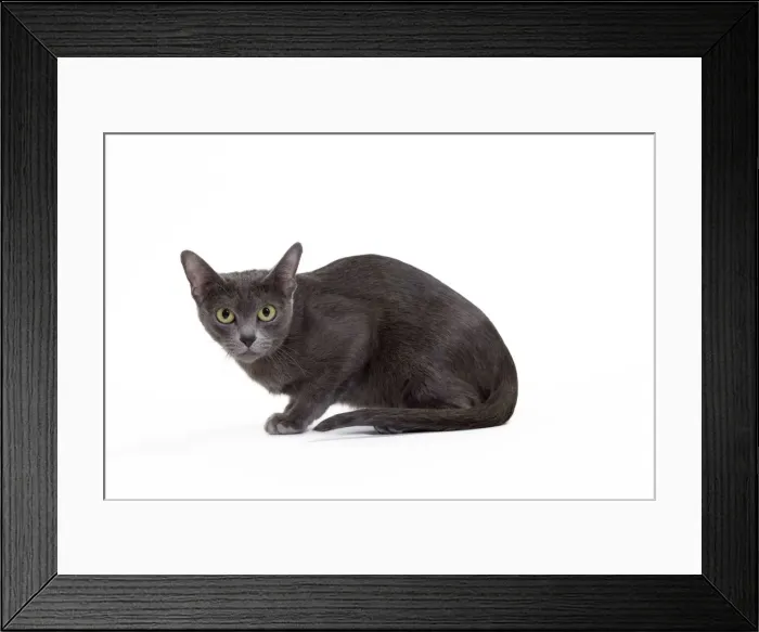 Framed Print : Picture No. 11014246