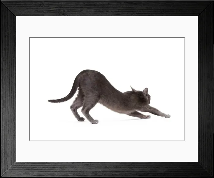 Framed Print : Picture No. 11014247 Framed Print : Picture No. 11014247