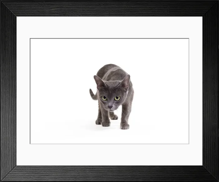 Framed Print : Picture No. 11014249 Framed Print : Picture No. 11014249