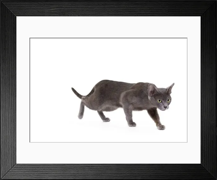 Framed Print : Picture No. 11014248 Framed Print : Picture No. 11014248