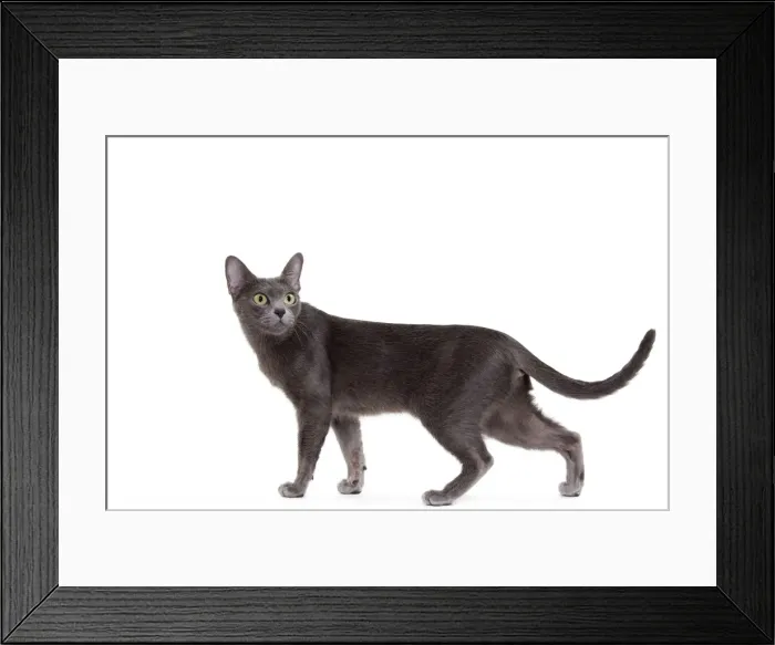 Framed Print : Picture No. 11014250 Framed Print : Picture No. 11014250