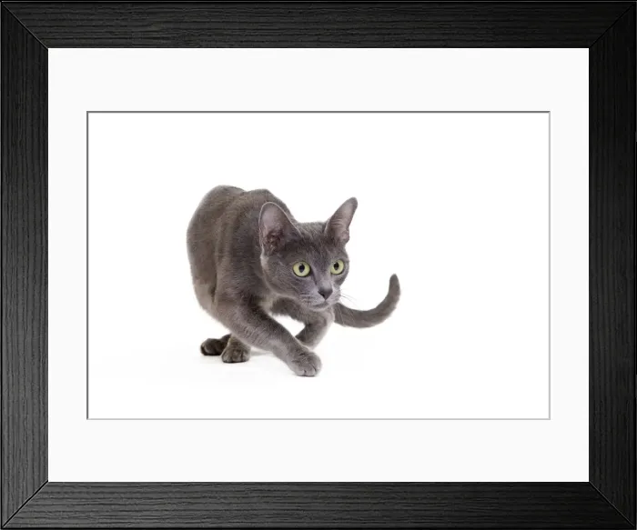 Framed Print : Picture No. 11014253 Framed Print : Picture No. 11014253