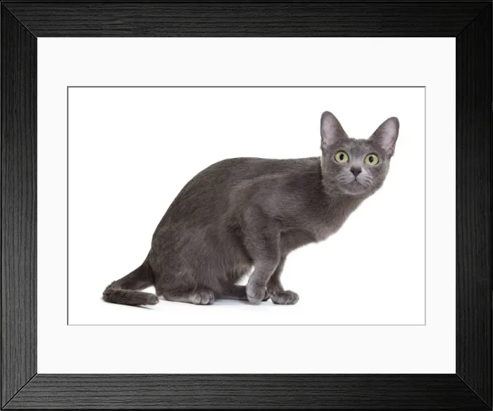 Framed Print : Picture No. 11014254 Framed Print : Picture No. 11014254