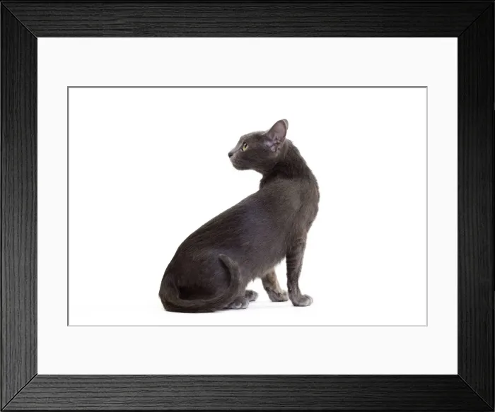 Framed Print : Picture No. 11014256 Framed Print : Picture No. 11014256