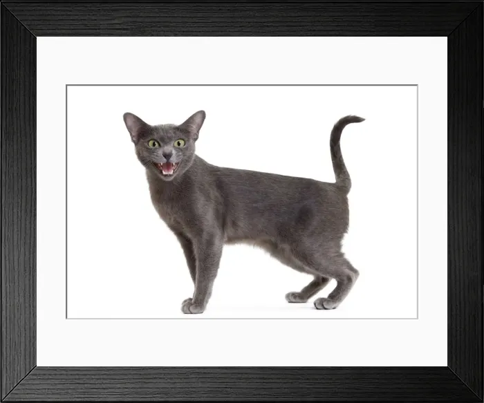 Framed Print : Picture No. 11014258 Framed Print : Picture No. 11014258