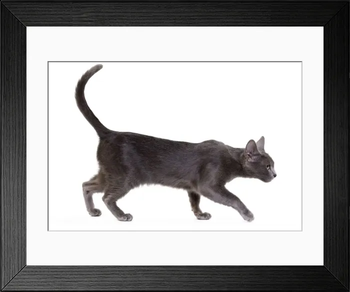 Framed Print : Picture No. 11014257 Framed Print : Picture No. 11014257