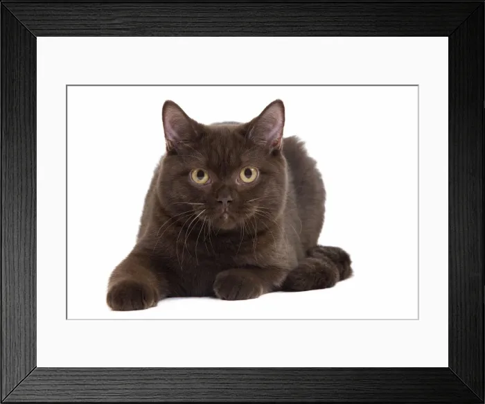 Framed Print : Picture No. 11014263 Framed Print : Picture No. 11014263