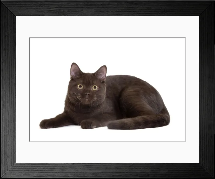 Framed Print : Picture No. 11014264 Framed Print : Picture No. 11014264