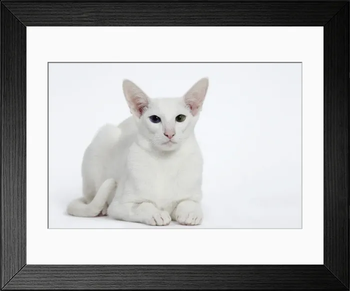 Framed Print : Picture No. 11014266 Framed Print : Picture No. 11014266