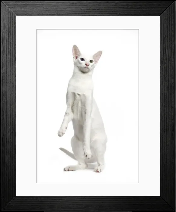 Framed Print : Picture No. 11014269 Framed Print : Picture No. 11014269