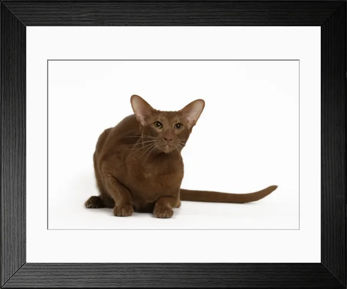Framed Print : Picture No. 11014270 Framed Print : Picture No. 11014270