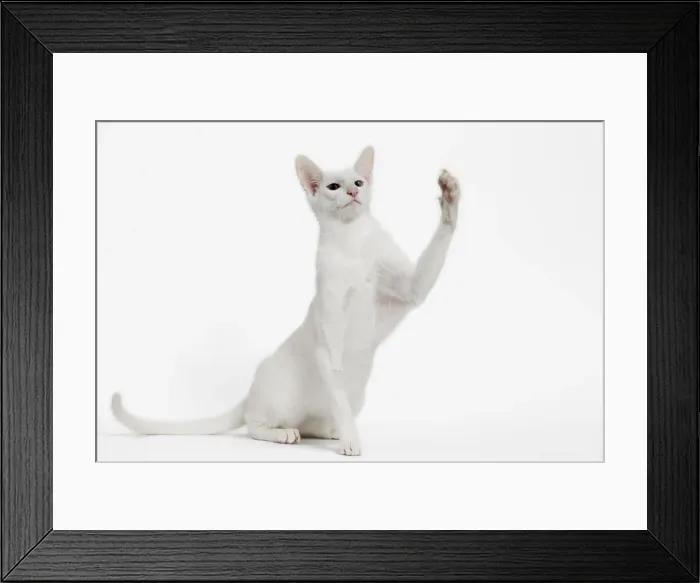 Framed Print : Picture No. 11014268 Framed Print : Picture No. 11014268