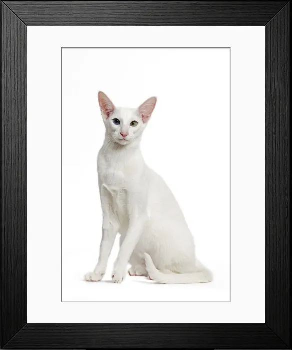 Framed Print : Picture No. 11014272 Framed Print : Picture No. 11014272