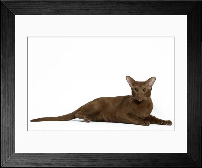 Framed Print : Picture No. 11014274 Framed Print : Picture No. 11014274