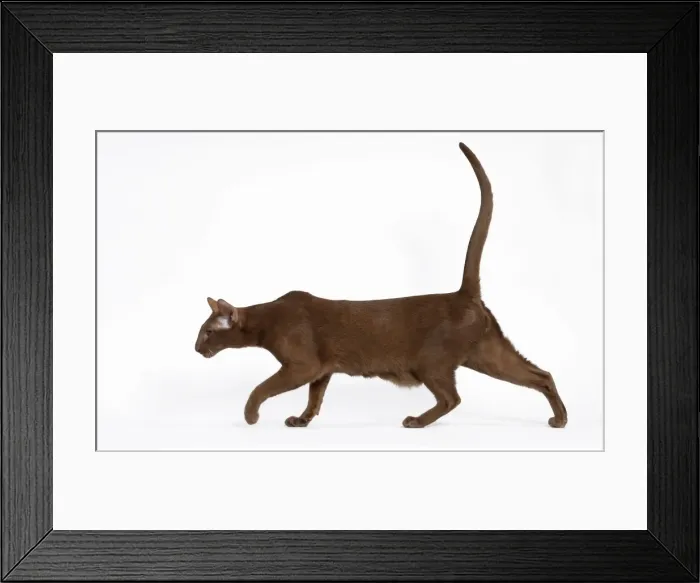 Framed Print : Picture No. 11014275 Framed Print : Picture No. 11014275