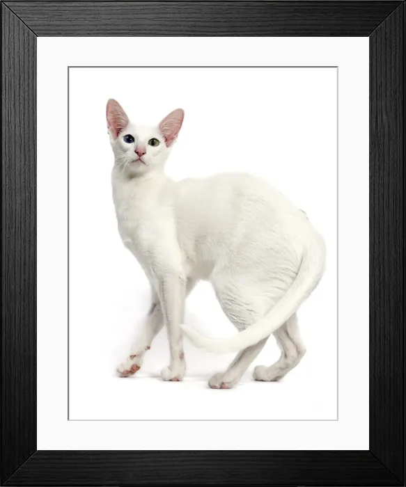 Framed Print : Picture No. 11014273 Framed Print : Picture No. 11014273