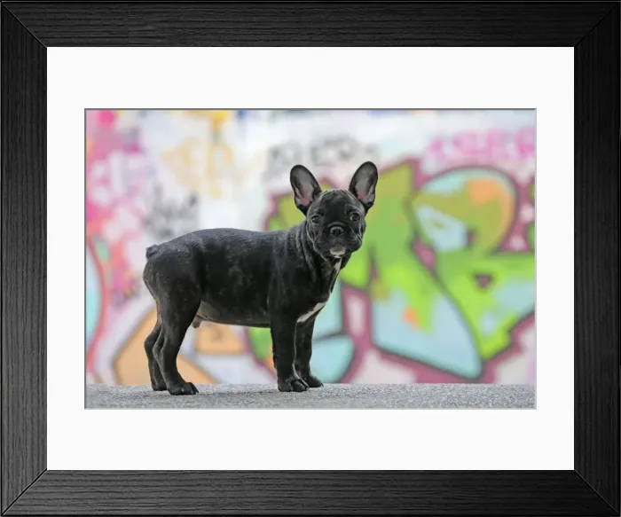 Framed Print : Picture No. 11014277 Framed Print : Picture No. 11014277