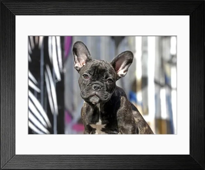 Framed Print : Picture No. 11014279 Framed Print : Picture No. 11014279