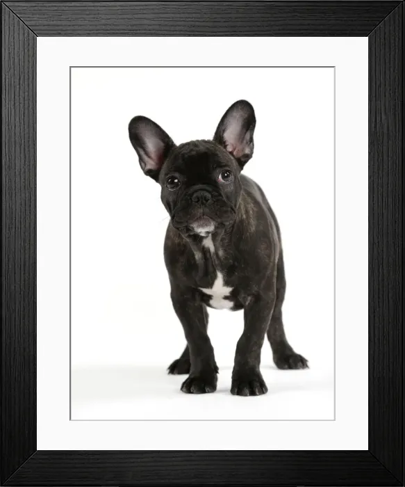 Framed Print : Picture No. 11014285 Framed Print : Picture No. 11014285