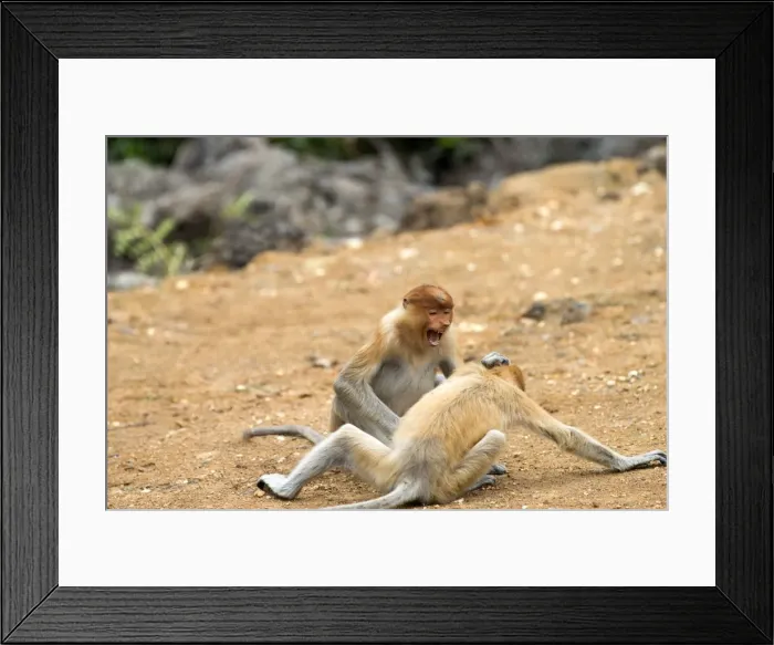 Framed Print : Picture No. 11014546 Framed Print : Picture No. 11014546