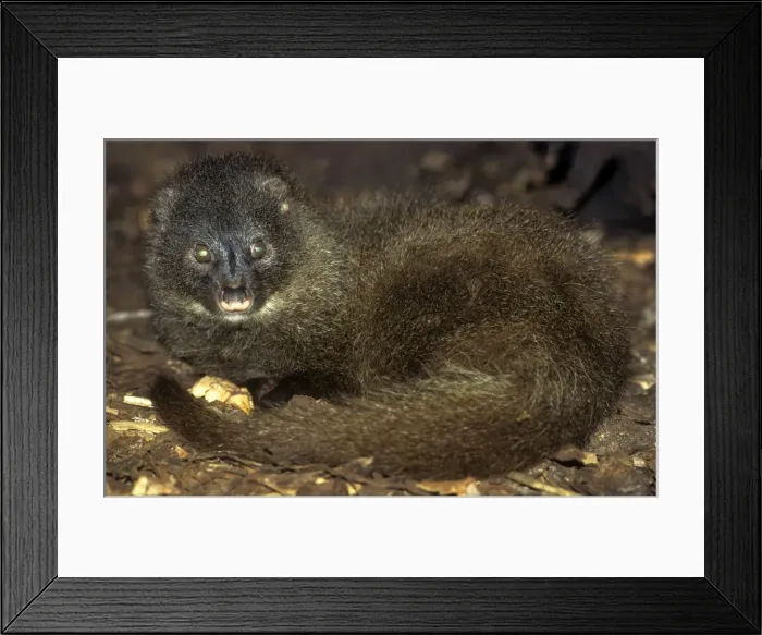 Framed Print : Picture No. 11013602 Framed Print : Picture No. 11013602