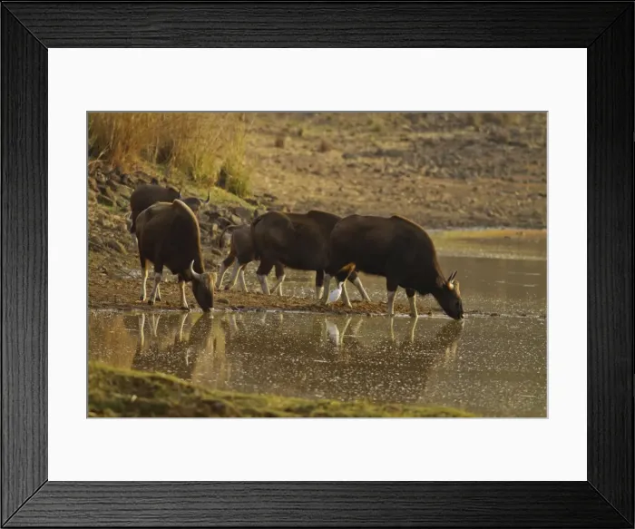 Framed Print : Picture No. 11014572 Framed Print : Picture No. 11014572