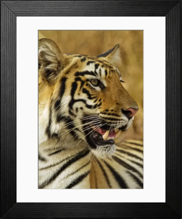 Framed Print : Picture No. 11014571 Framed Print : Picture No. 11014571