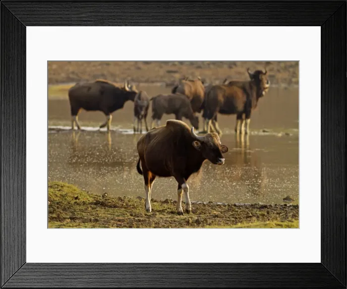 Framed Print : Picture No. 11014573 Framed Print : Picture No. 11014573