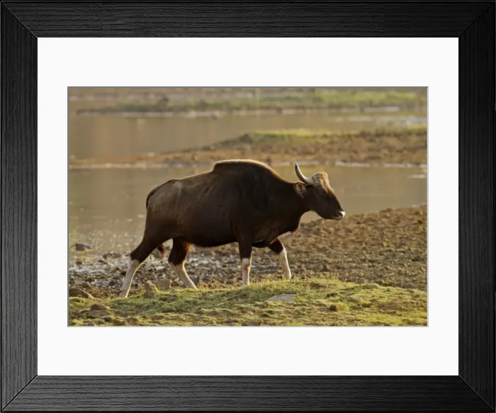 Framed Print : Picture No. 11014574 Framed Print : Picture No. 11014574