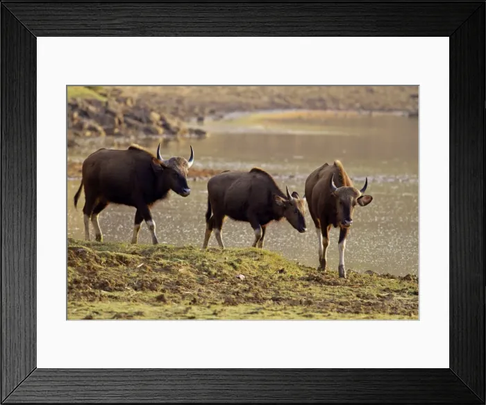 Framed Print : Picture No. 11014575 Framed Print : Picture No. 11014575