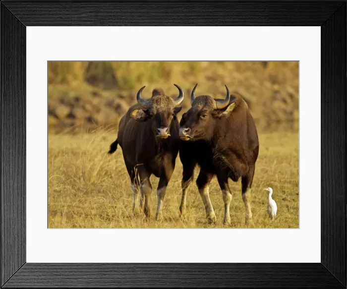 Framed Print : Picture No. 11014577 Framed Print : Picture No. 11014577